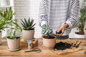 Woman transplanting succulent plant at home - Powered by Adobe
