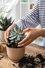 Woman transplanting succulent plant at home, closeup