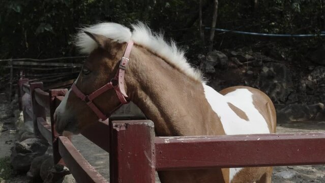 A close up shot of a Dwarf Horse being fed a carrot over a wooden fence at an agricultural zoo farm