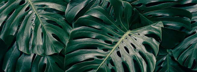 Tropical foliage, green monstera plant background - Powered by Adobe