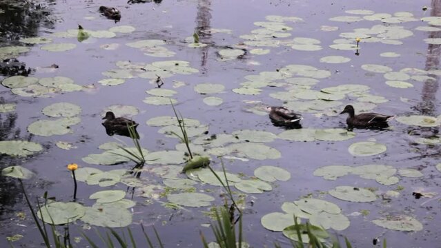 group of ducks swim on a pond with water lillies and lotus leaves around them while its raining