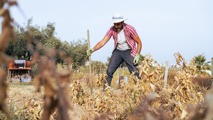 Bearded farmer man with hoe collecting fresh organic potatoes harvests in field - obrazy, fototapety, plakaty