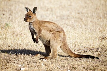 Känguru im Outback