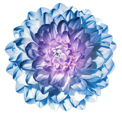 Blue   dahlia  flower  on    isolated background with clipping path. Closeup. For design.   Transparent background.  Nature.