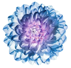 Foto op Plexiglas Blue   dahlia  flower  on    isolated background with clipping path. Closeup. For design.   Transparent background.  Nature. © nadezhda F