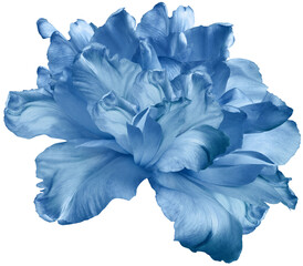 Blue  tulip  flower  on  isolated background with clipping path. Closeup. For design. Transparent background.     Nature.