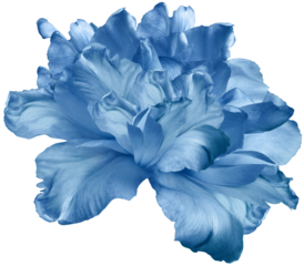 Blue  tulip  flower  on  isolated background with clipping path. Closeup. For design. Transparent background.     Nature.