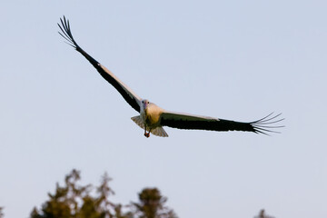 White stork (Ciconia ciconia) in Switzerland
