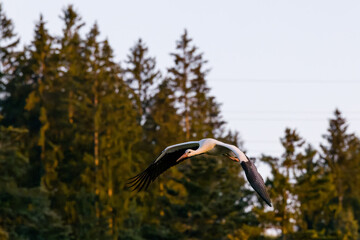 White stork (Ciconia ciconia) in Switzerland