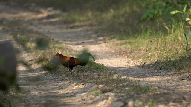 A jungle fowl walking across a dirt road in the Chitwan National Park in Nepal.