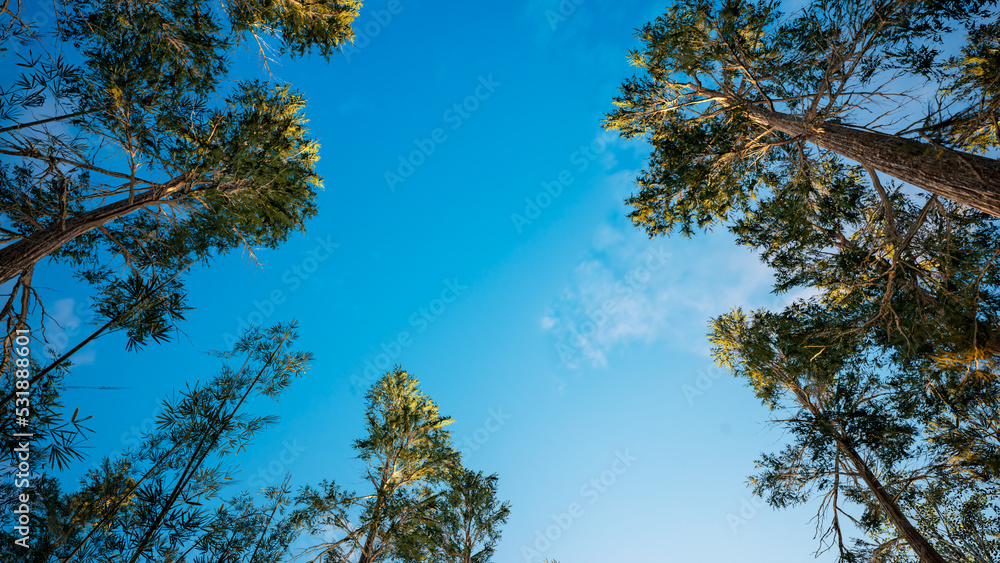 Poster trees view from the bottom. trees in the forest, pines and others. pines facing the bright, blue sky