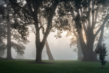 Big trees in fog at sunrise, Hamilton lake (also known as Lake Rotoroa), Hamilton, New Zealand.