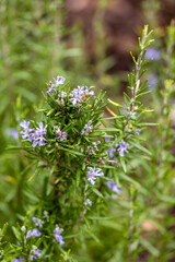 Fresh Rosemary Herb grow outdoor.