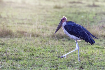Side view of a marabou stork, Leptoptilos crumeniferus, known as an undertaker bird, in the Masai Mara, Kenya. This large bird grows to 150cm and is a carnivorous scavenger. Late afternoon sunlight - Powered by Adobe