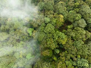 Tropical forests can absorb large amounts of carbon dioxide from the atmosphere. - 531890010