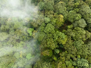 Deurstickers Tropical forests can absorb large amounts of carbon dioxide from the atmosphere. © toa555