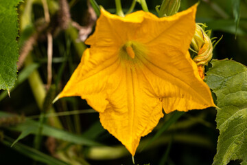 Close-up of the front of the yellow female pumpkin flower in the organic garden.