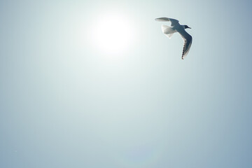 Herring Sea gull open wings flying on clear blue sky on the sun background.