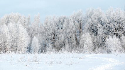Obraz na płótnie Canvas Trees covered by hoarfrost in forest winter landscape