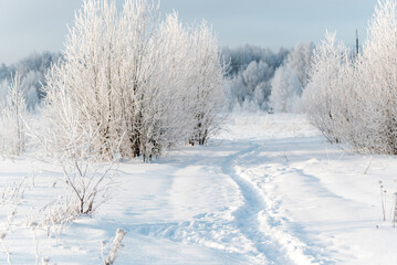 frosted trees with white branches and thin footpath in snowdrift winter landscape close up