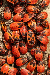 Pyrrhocoris apterus, group of red beetles, bedbugs