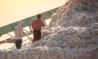 Cotton picking. Cotton growing and ginning industry. Men with the help of manual labor form a large...