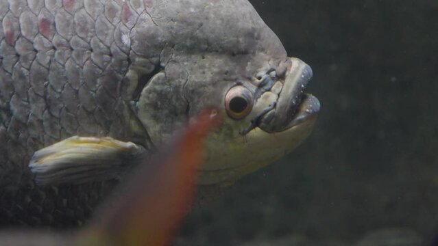 Close up of ugly fish from the side swimming slowly