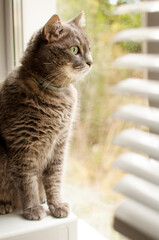 a gray cat sits and looks out the window on a blurry background of blinds in vertical format