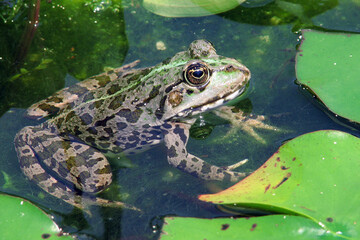 green frog has been lurking among green leaves and is waiting for its fly to catch it