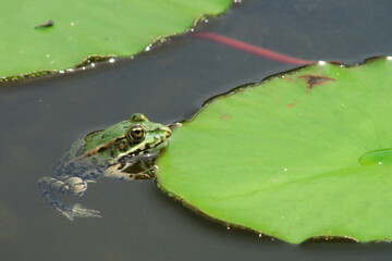 green frog has been lurking among green leaves and is waiting for its fly to catch it