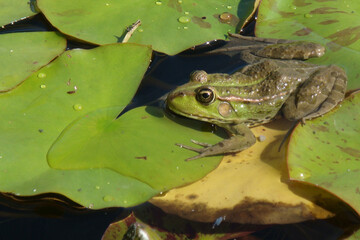 green frog has been lurking among green leaves and is waiting for its fly to catch it