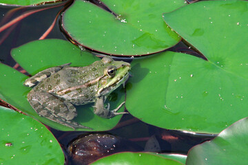 green frog has been lurking among green leaves and is waiting for its fly to catch it