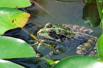 green frog has been lurking among green leaves and is waiting for its fly to catch it