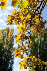 Autumn yellow-green oak leaves on sky blue