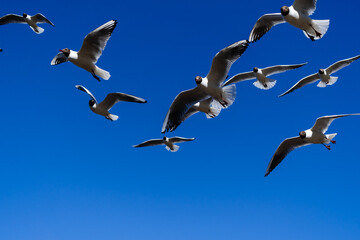 Herring gull white color, under view. Sea gull open wings flying on clear blue sky background.