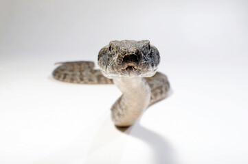 Blunt-nosed viper // Levanteotter (Macrovipera lebetinus turanica)