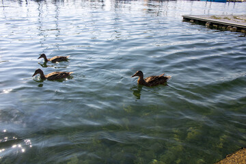 drei Enten in See ,pures Wasser