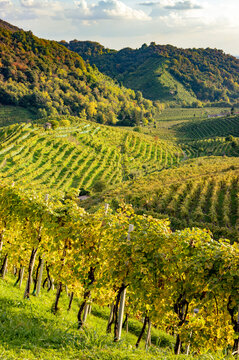 View of the Conegliano Valdobbiadene hills in autumn. Italy