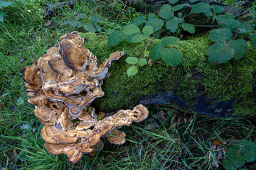 Giant Polypore