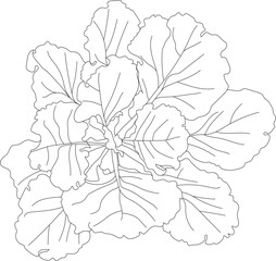Top view salade vector drawing.