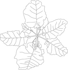 Top view vector vegetable. 
