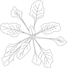 Top view vegetable sketch. Vector garden.