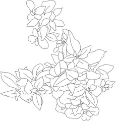 Top View Vector vegetable. Tomato garden.
