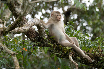 Monkey on the tree, monkey climbing a tree in the forest