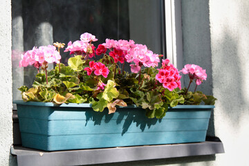 Fototapeta na wymiar Flowers in a wooden pot decorating a window. Selective focus