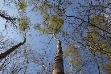 Fototapeta premium trees in the sky