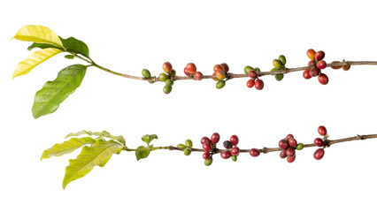 close-up of coffee plant with beans, coffea arabica, ripe and unripe beans or cherries in tree branch isolated on white background - obrazy, fototapety, plakaty