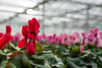 Close-up of flowers in a modern greenhouse. Greenhouses for growing flowers. Floriculture industry. 