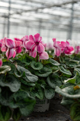 Close-up of flowers in a modern greenhouse. Greenhouses for growing flowers. Floriculture industry. 