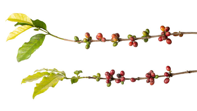 close-up of coffee plant with beans, coffea arabica, ripe and unripe beans or cherries in tree branch isolated on white background